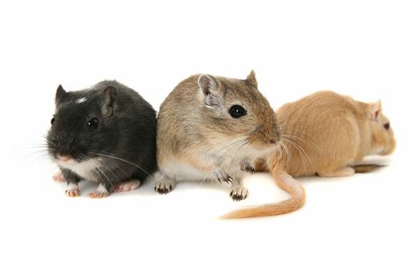 9.) A human male's genitals contain enough blood to power three gerbils (ew).