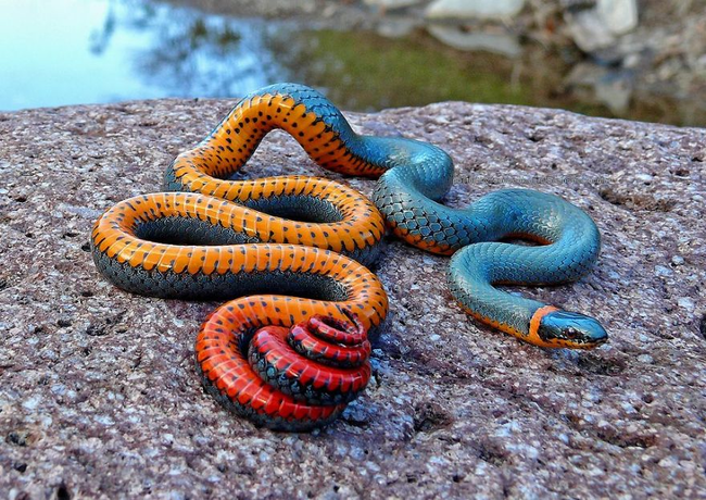 Regal Ring-neck Snake