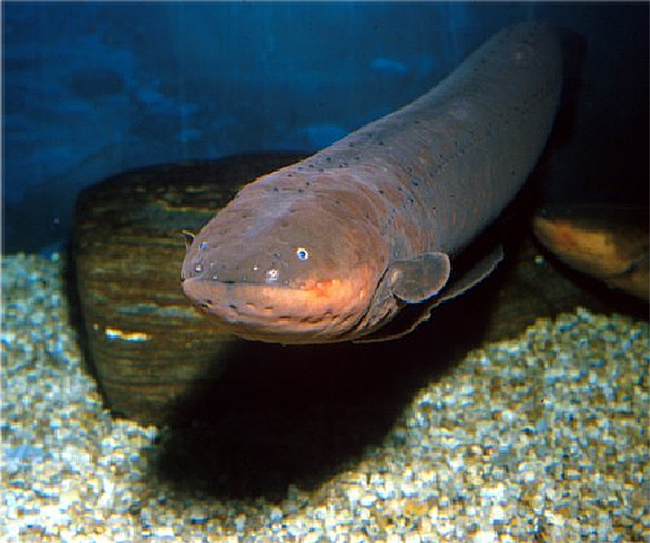 15.) Electric Eel