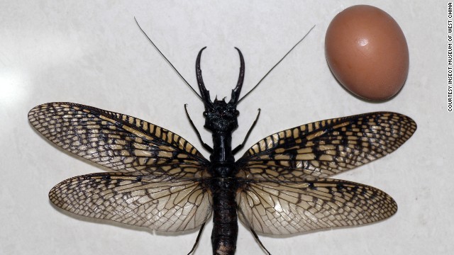 Here it is compared to an egg that it will soon destroy with its terrifying claws of death.