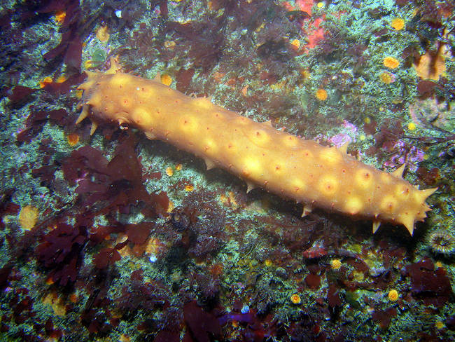 17.) Sea Cucumbers