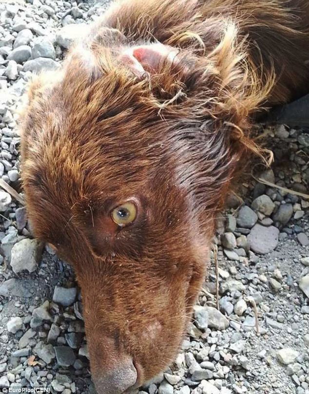 The dog was found not only abandoned, but with legs tied up, placed in a garbage bag and thrown out like he was another piece of trash.