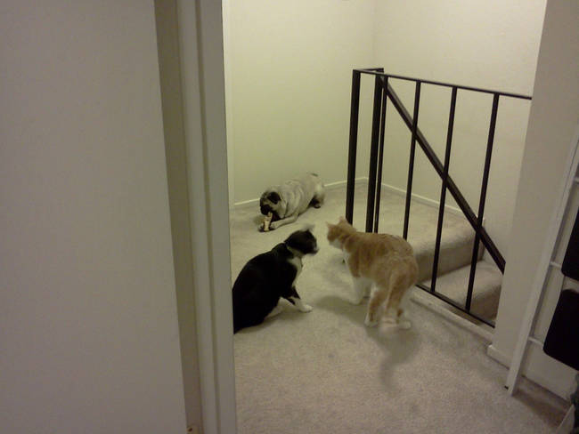 These two feline conspirators are definitely looking to take out this dog.