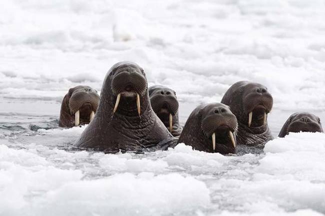 This isn't the first time a large herd of walruses were spotted on land. This happened before in 2009 and 2011.