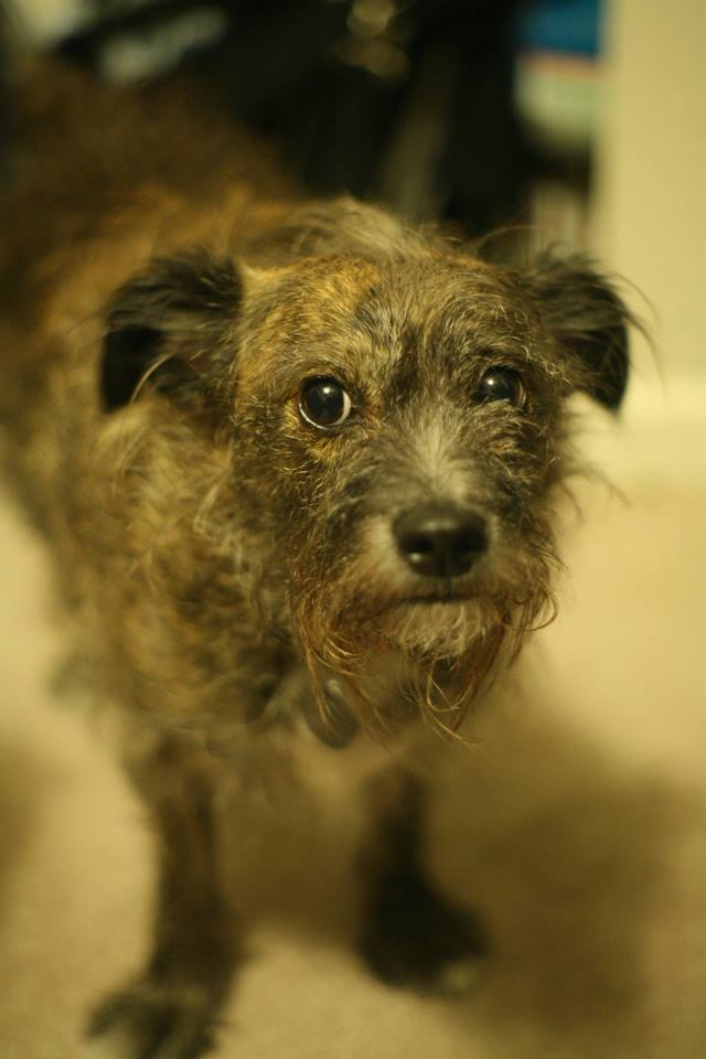 This dog looks like he has people hair glued all over him.