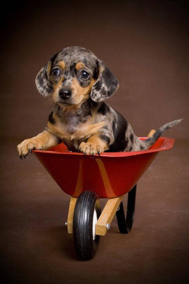 A barrel full of baby faced cuteness.