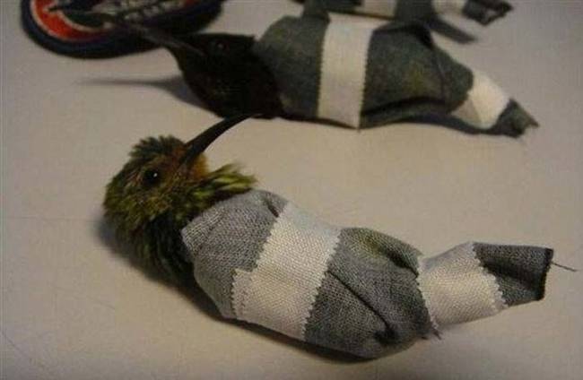 Unfortunately for the birds, authorities believe that they were not sedated when they were tucked into the man's underwear.