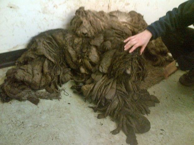 Upon first glance, it was impossible to tell what breed the dogs were because of the state that they were in. After three hours and pounds of hair later (each on shed up to 26 pounds!), it turned out they were adorable poodle mixes.