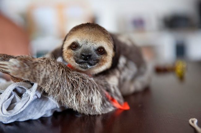 She figured about 14 sloths would need help getting back on their feet.