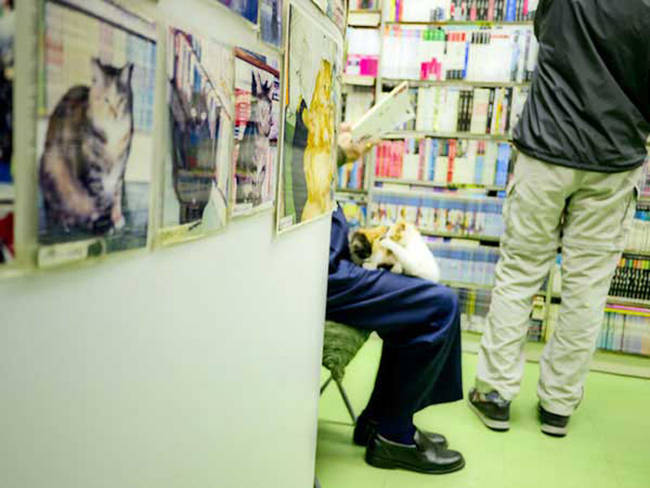 The owners display portraits of every cat they've housed on their "hall of fame" wall.