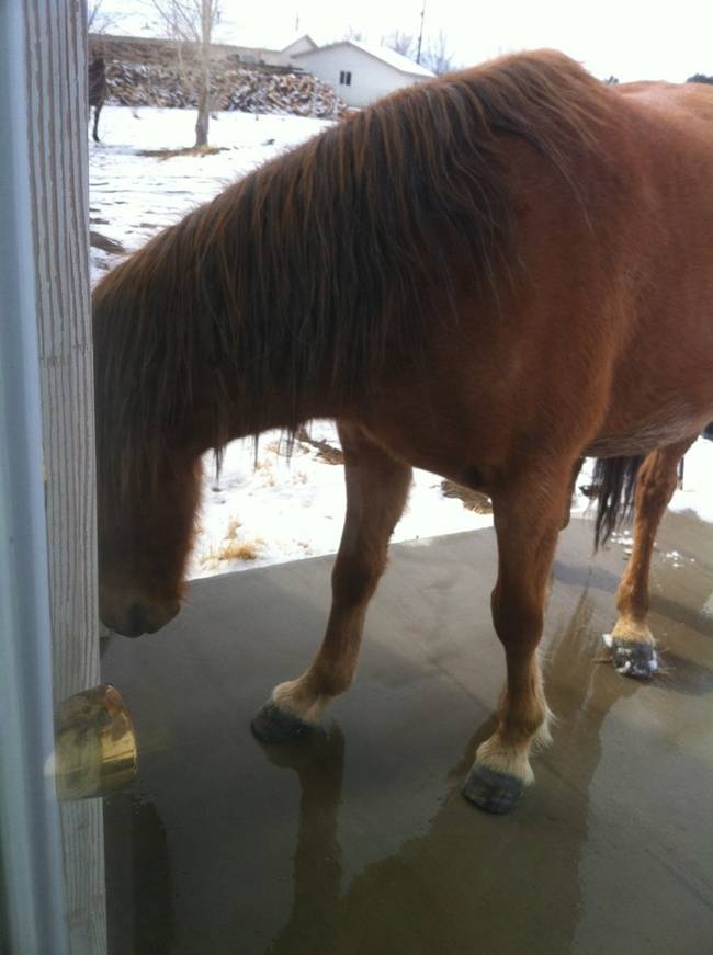 "Let me in. I'll bring some Budweisers. It's my specialty."