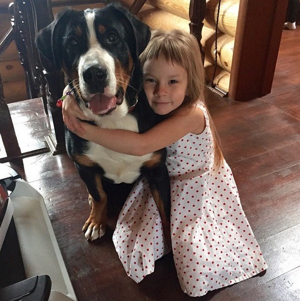 Greater Swiss Mountain Dog