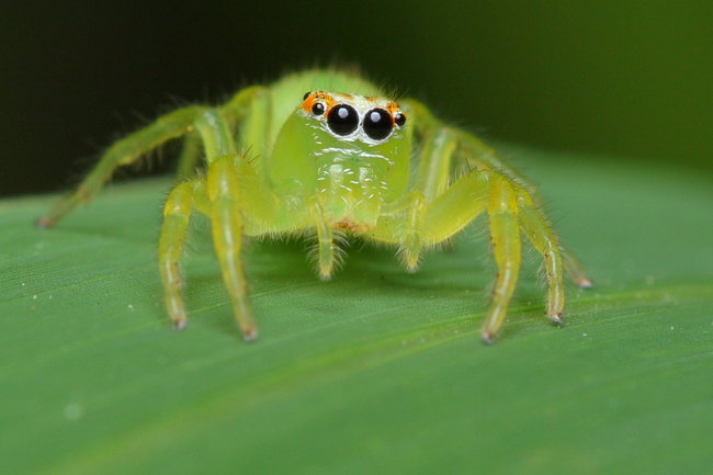 5.) Jumping Spiders