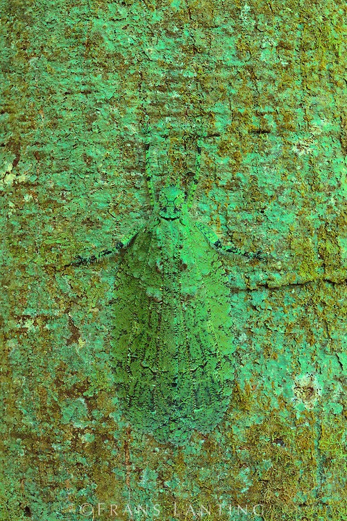 Katydid