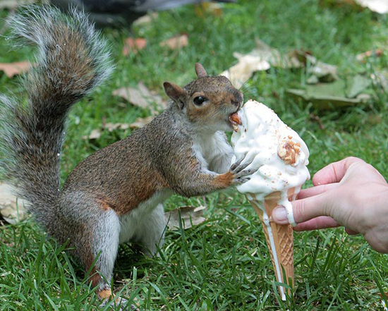 4. Is there an animal that doesn't like ice cream?