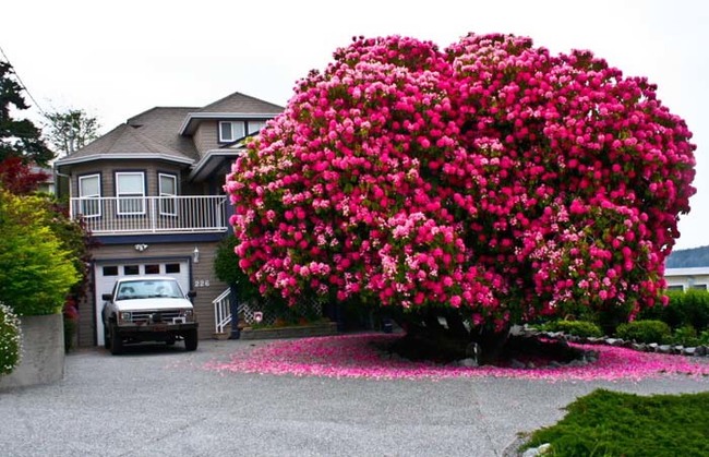 This rhododendron shrub in Canada is over 125 years-old and it's still going strong.