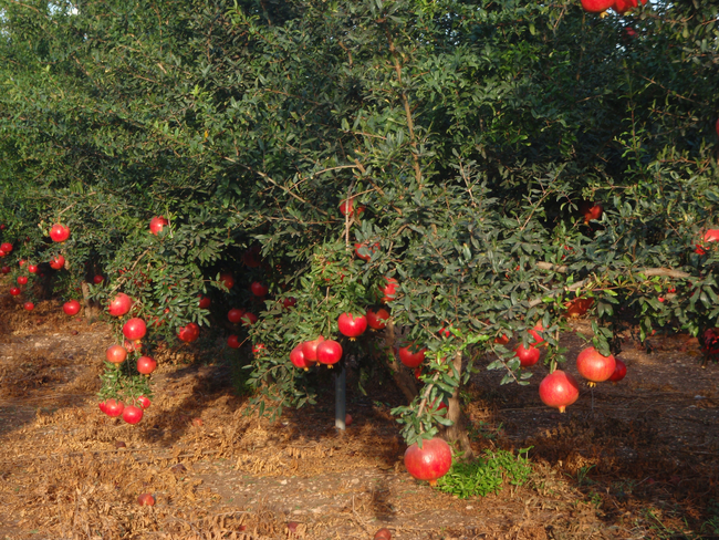 7.) Pomegranates grow on trees.