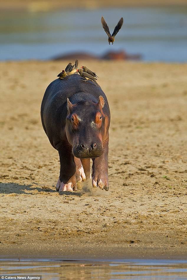 The photographer witnessed the entire ordeal: "I was busy concentrating on a pod of hippos, when all of a sudden I saw the baby running toward me with his pursuers. I was at first astonished as to what was going on, seeing this baby hippo running towards me and the safety of water and then realised it was a small flock of Ox-peckers that were the culprits. It was very amusing to witness. The baby hippo was clearly not used to the Red & Yellow oxpeckers on his back."