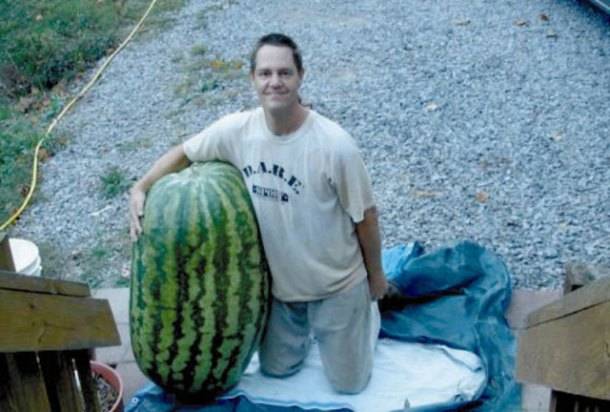 The world's largest watermelon weighed 350.5 lbs, 42.5 lbs heavier than the previous record.