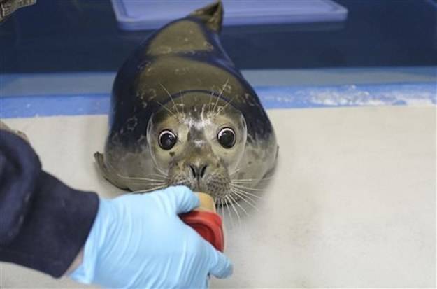 Because of his outgoing personality, staff have started teaching him how to rely more on his senses of smell and hearing, in lieu of his sight.