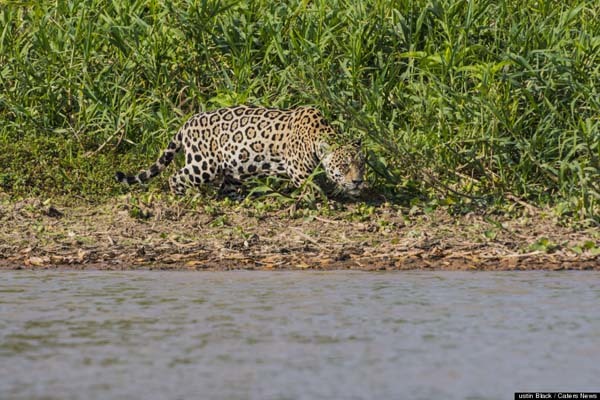 This jaguar must have been incredibly hungry to take on a dangerous caiman.