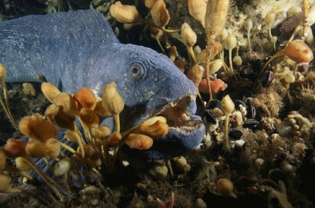 14.) Atlantic Wolffish