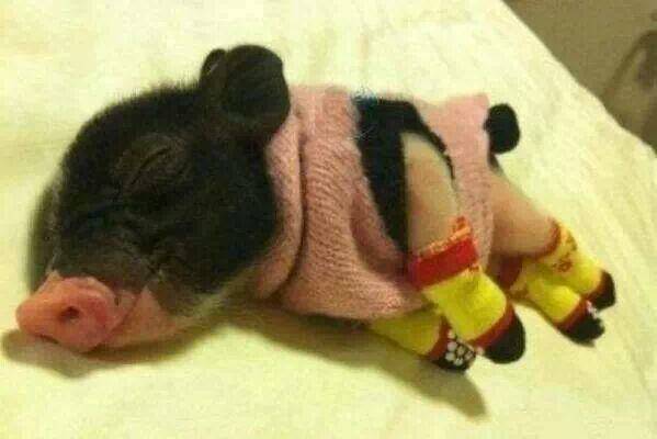 And this little piggy slept warm aaaaalll through the night.