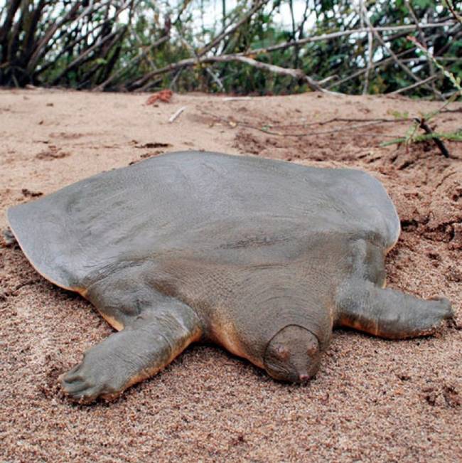 3.) Cantor's Giant Softshell Turtle