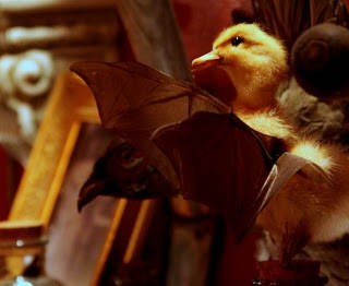 This duckling with bat wings is just one example of the many bizarre taxidermied creations found in Trundle Manor. These are known as "gaffs," or hybrid creatures made out of spare parts for fun. Velda Von Mix states that "We like bad taxidermy better than good taxidermy. Just like we love B movies better." Most of the taxidermy is antique.