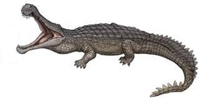 Sarcosuchus