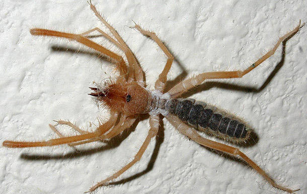 Camel Spider