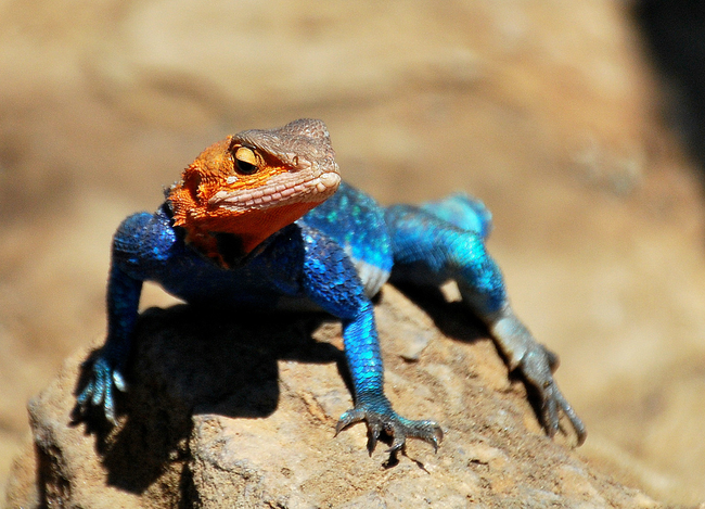 5.) Agama Lizard