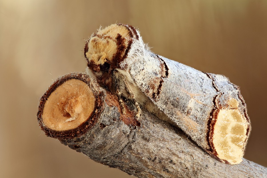 Buff-Tip Moth