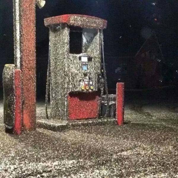 Technically mayflies aren't dangerous...