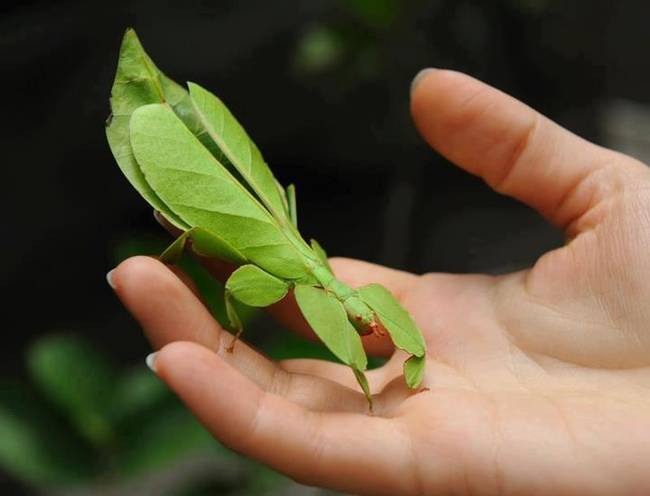 15.) This mantis is almost too convincing as a leaf.