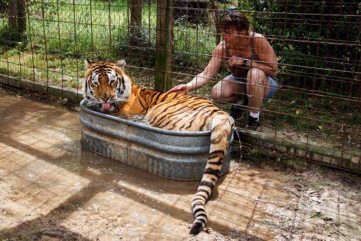 Tigers love taking baths, just like your pups.