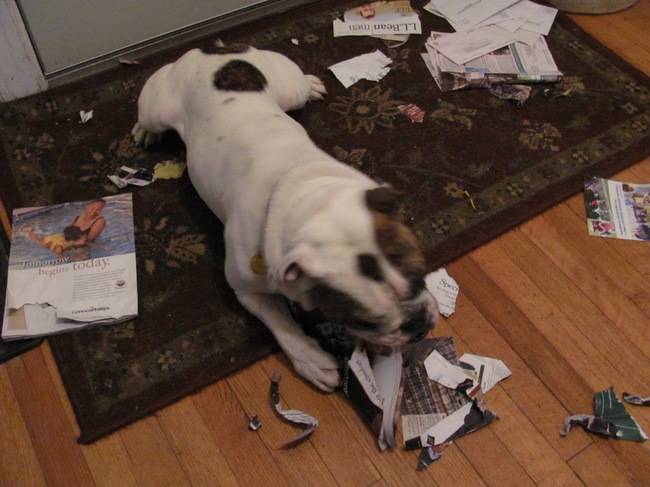 Stop with the "get the mail" dog tricks, alright?