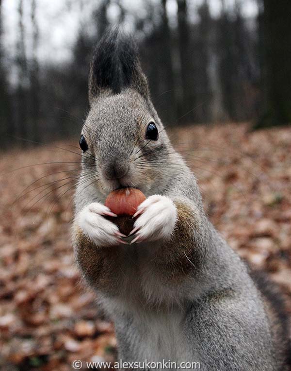 12.) Thousands of new trees are planted every year by squirrels ... because they forgot where they hid their nuts.