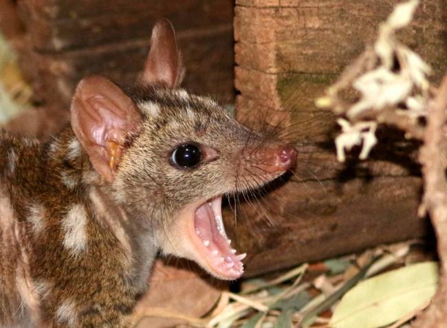 All babies recovered after they were hand fed with high-energy kangaroo milk every four hours.