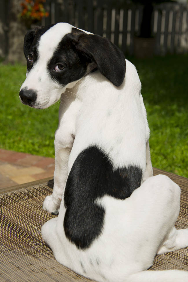 He doesn't seem too impressed by his Mickey Mouse markings, but it's pretty dang impressive.