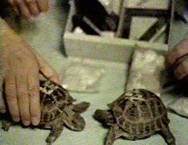 In 1968 the Soviets shot a couple of turtles around the moon.