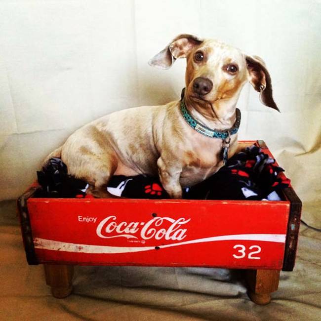 Recycle a rustic crate for your furry friend.