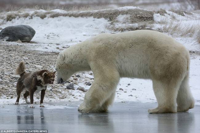 The dog was having nothing of it, instantly jumping into protection mode.