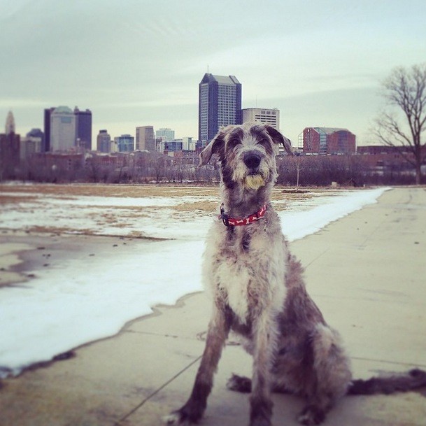 Irish Wolfhound