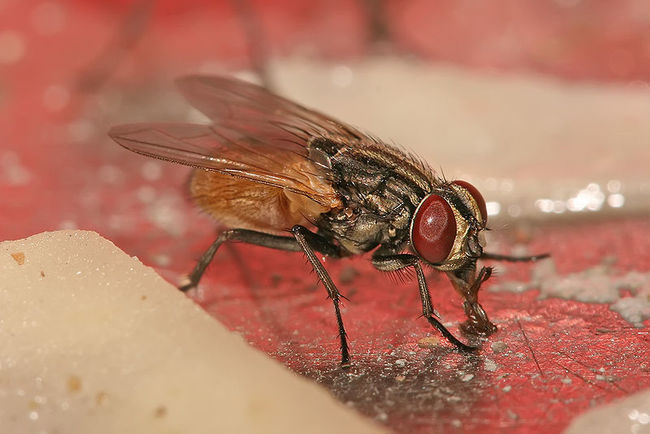 1. Houseflies - Can spread bacteria and disease.