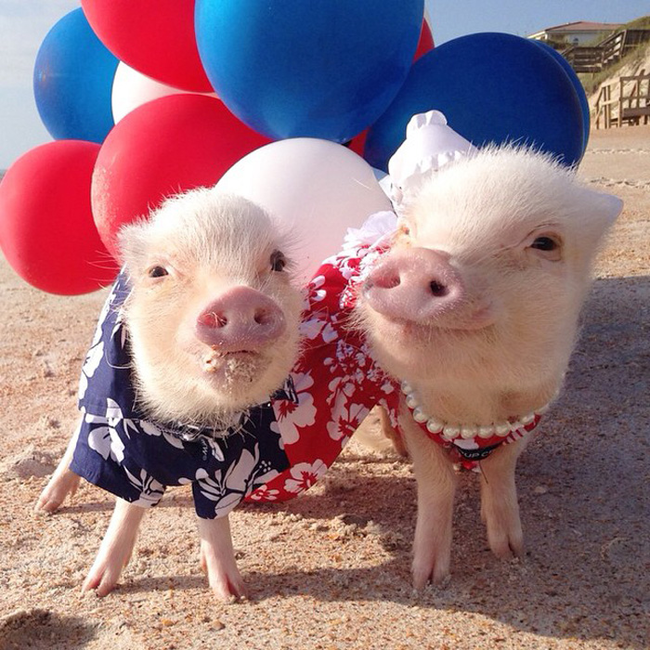 Patriotic piggies.