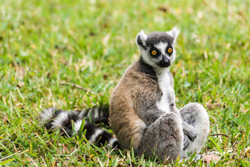 3.) Ring-tailed lemurs