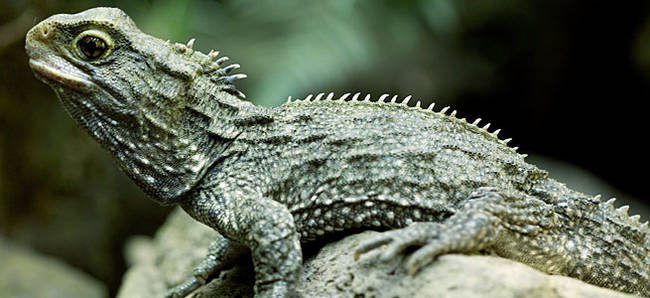 Tuatara