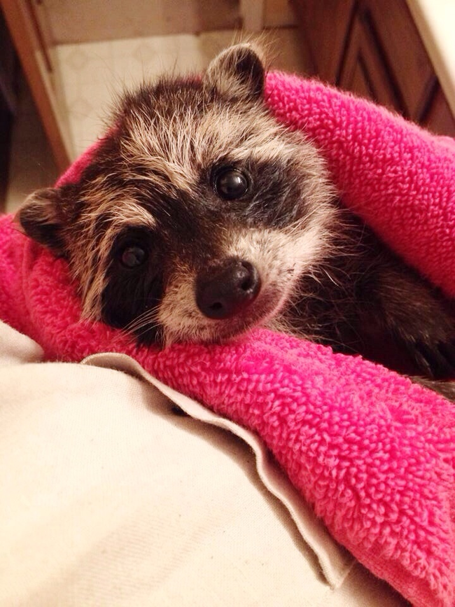 2.) Raccoons can also be very tender at times.