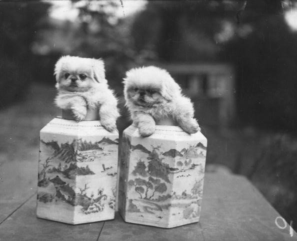 Even puppies in containers were popular in the 50s.